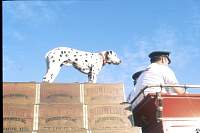 1980 Budweiser horses F'ville 04.jpg